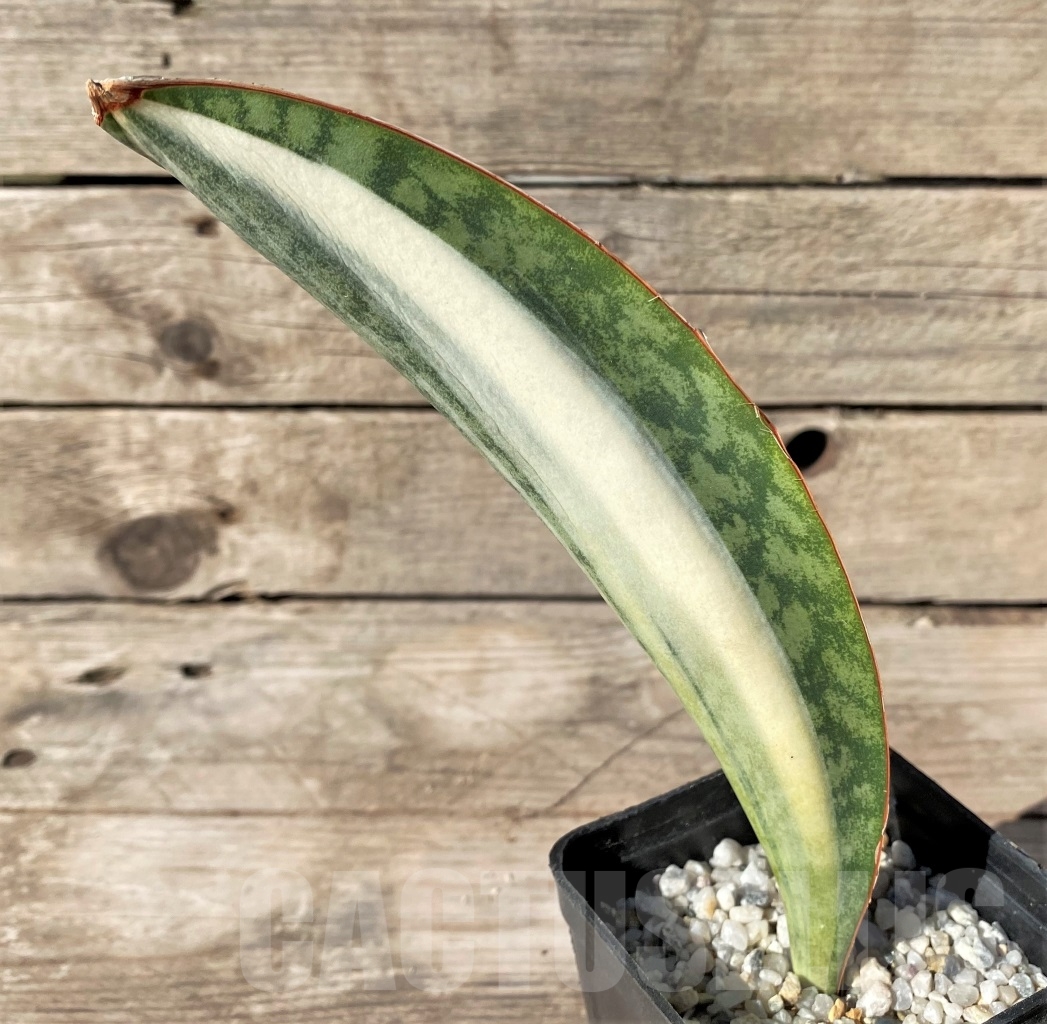 SHPR14908 Sansevieria Masoniana