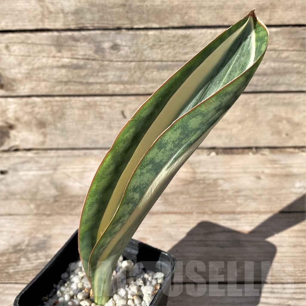 SHPR14908 Sansevieria Masoniana - Obrázek 2