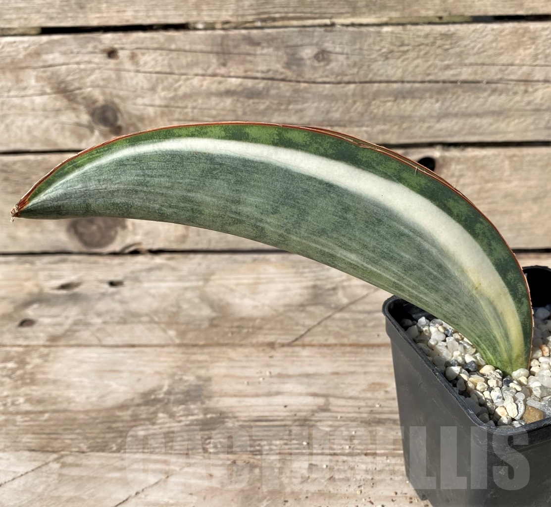 SHPR14909 Sansevieria Masoniana