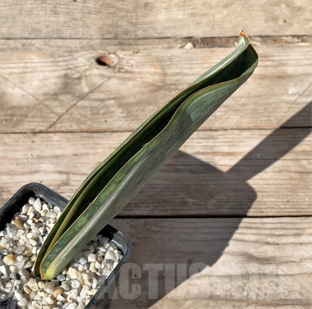 SHPR14909 Sansevieria Masoniana - Image 2