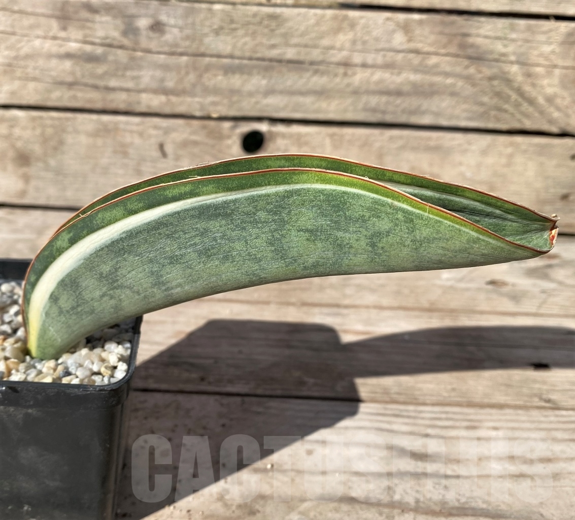 SHPR14909 Sansevieria Masoniana - Image 3