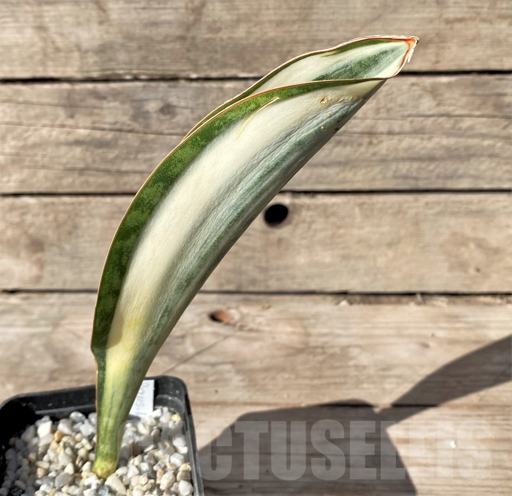 SHPR14910 Sansevieria Masoniana - Зображення 2