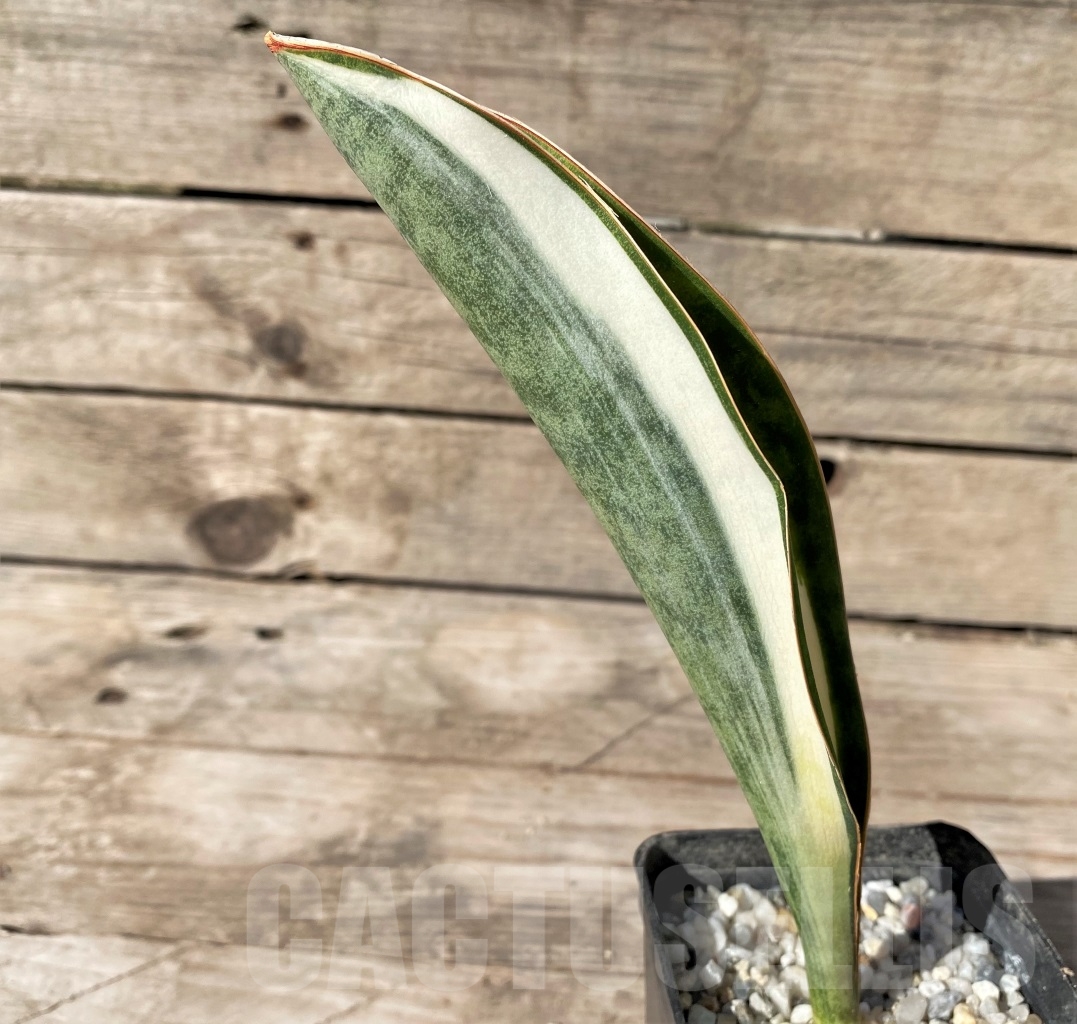 SHPR14910 Sansevieria Masoniana