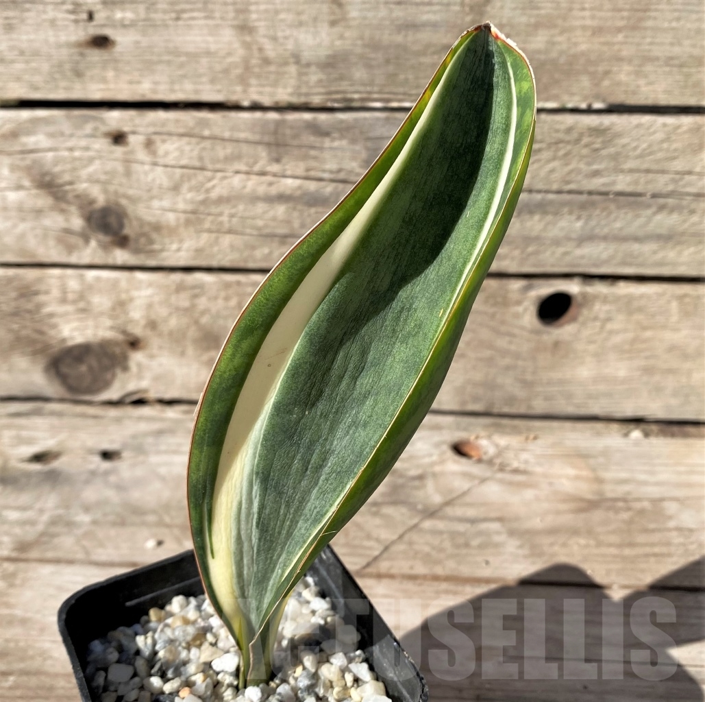 SHPR14912 Sansevieria Masoniana - Зображення 2