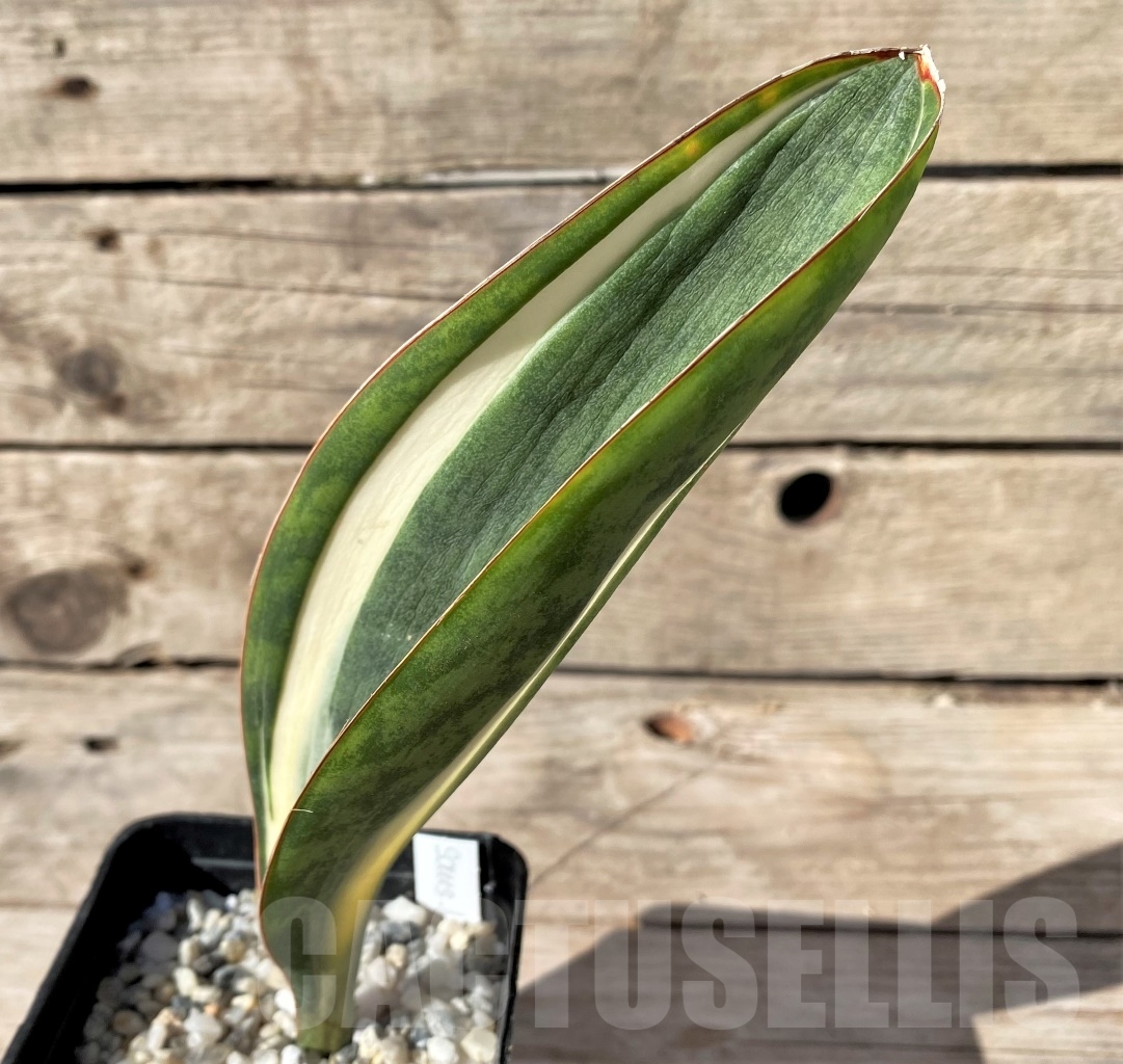 SHPR14912 Sansevieria Masoniana