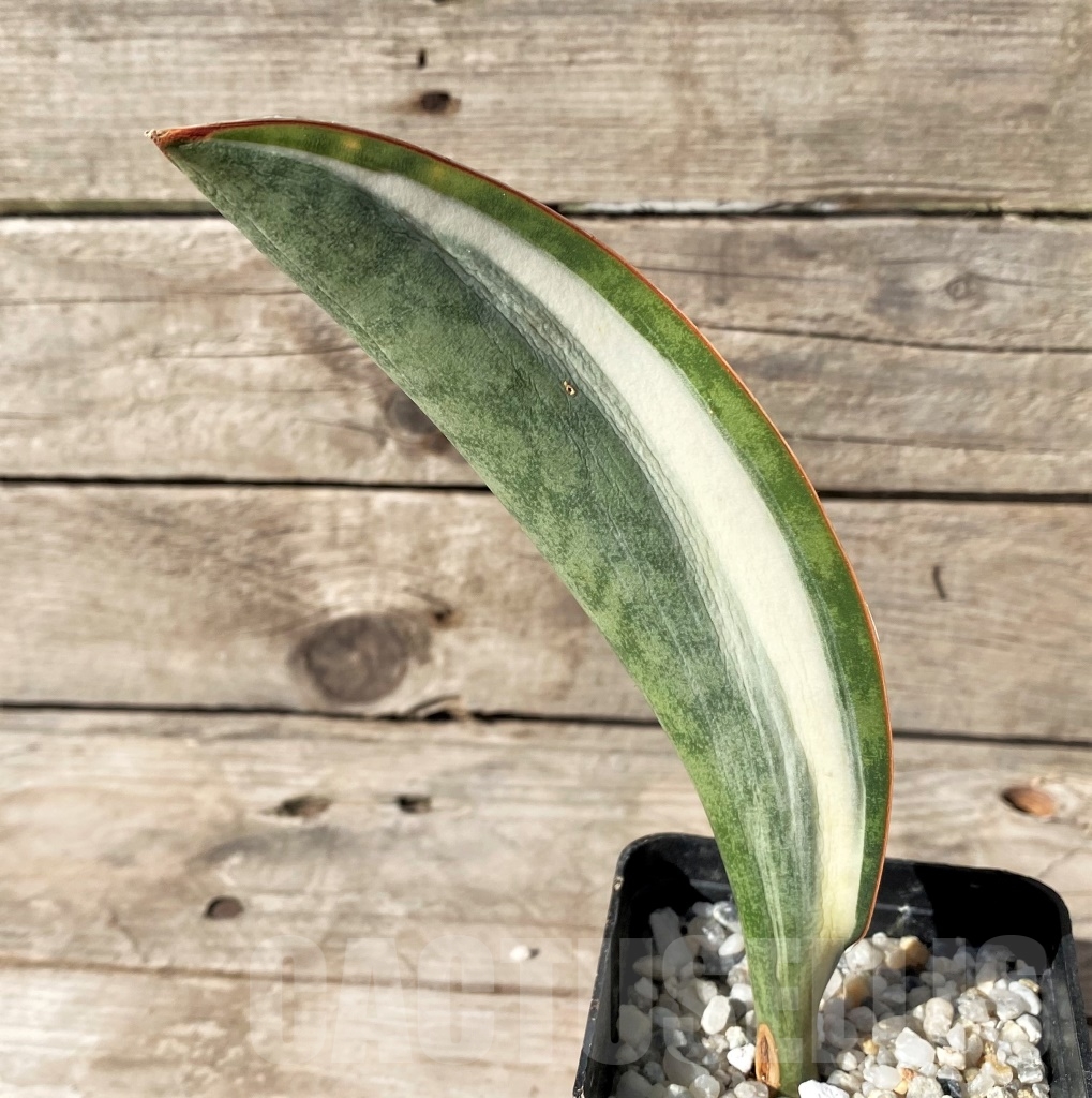 SHPR14912 Sansevieria Masoniana - Зображення 3