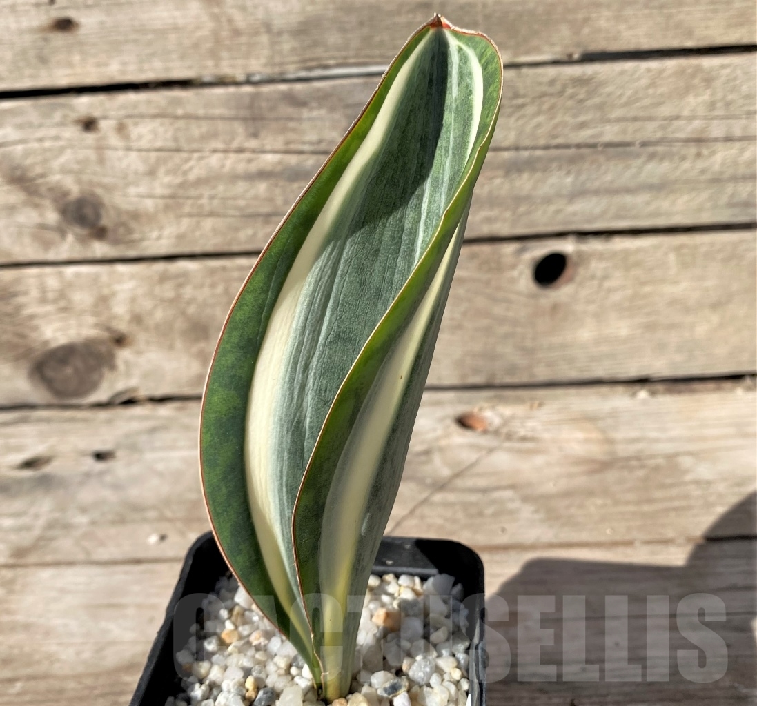 SHPR14913 Sansevieria Masoniana