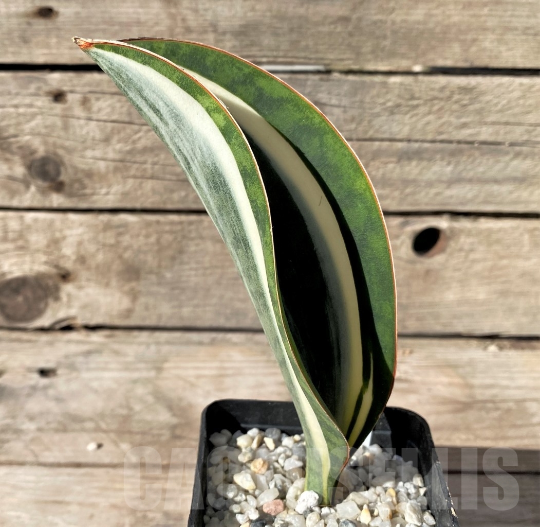 SHPR14913 Sansevieria Masoniana - Image 2