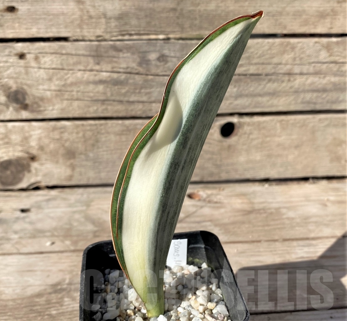 SHPR14914 Sansevieria Masoniana