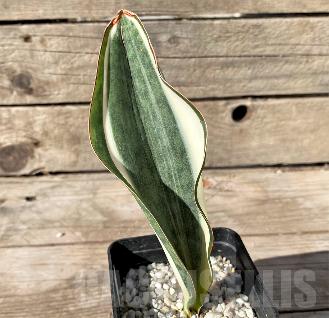SHPR14914 Sansevieria Masoniana - Imagen 2
