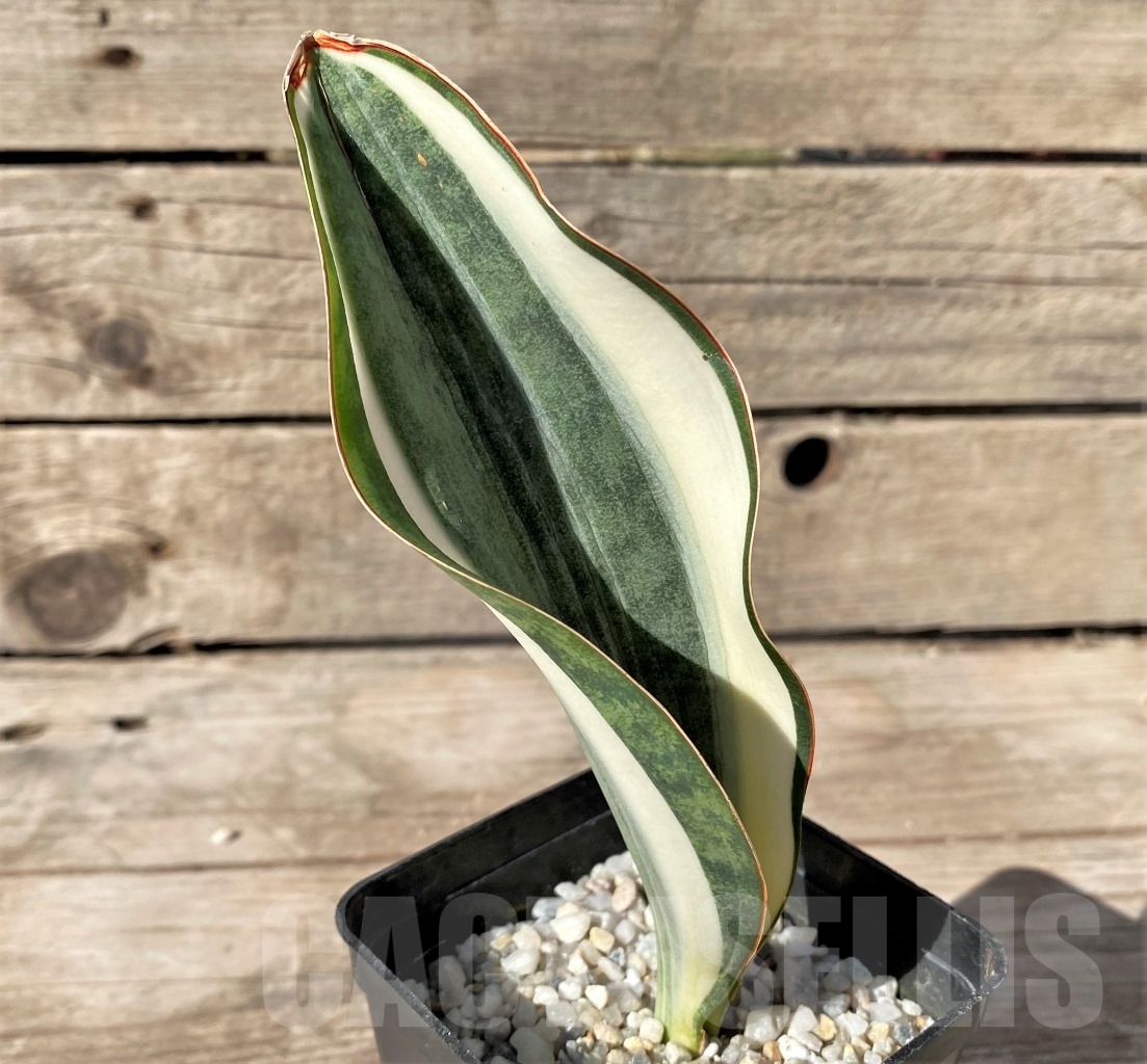 SHPR14914 Sansevieria Masoniana - Imagen 3