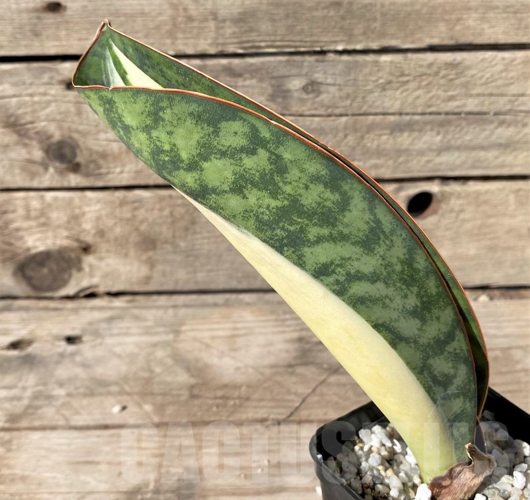 SHPR14917 Sansevieria Masoniana Mediopicta