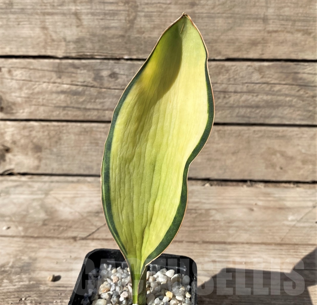 SHPR14920 Sansevieria Masoniana Mediopicta