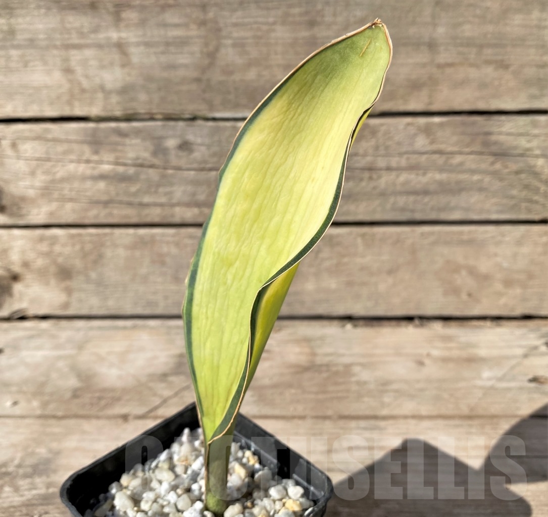 SHPR14920 Sansevieria Masoniana Mediopicta - Image 2