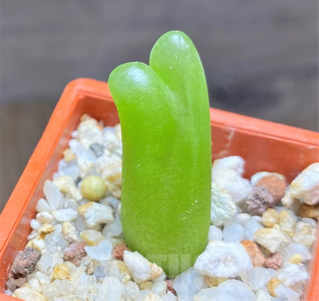 SHPR14368 Conophytum maughanii