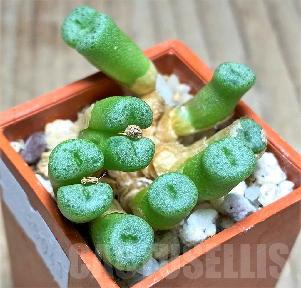 SHPR15043 Conophytum auriflorum ssp. turbiniforme -Spektakel Pass- - Imagen 3