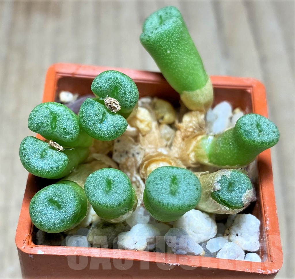 SHPR15043 Conophytum auriflorum ssp. turbiniforme -Spektakel Pass- - Imagen 2