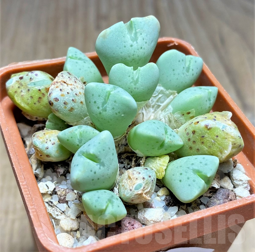 SHPR18329 Conophytum quaesitum