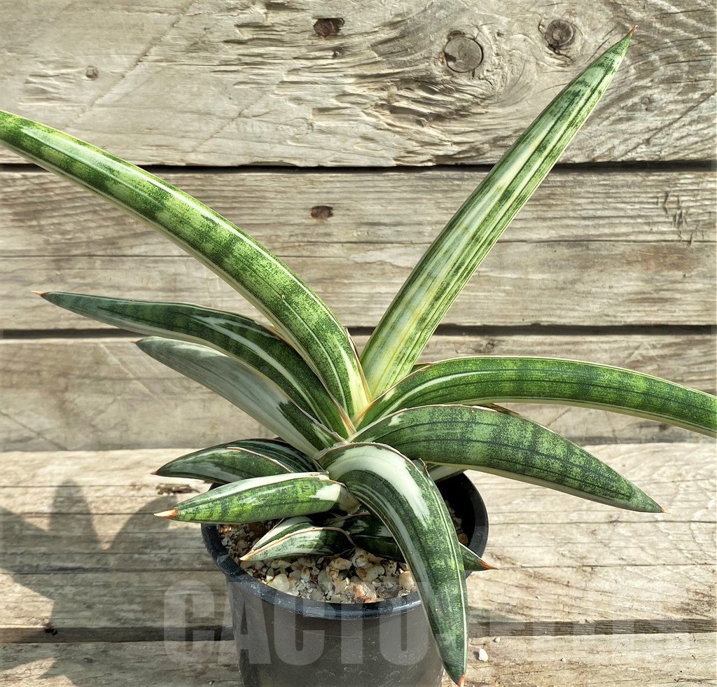SHPR14889 Sansevieria 'Blue Clone' - Image 3