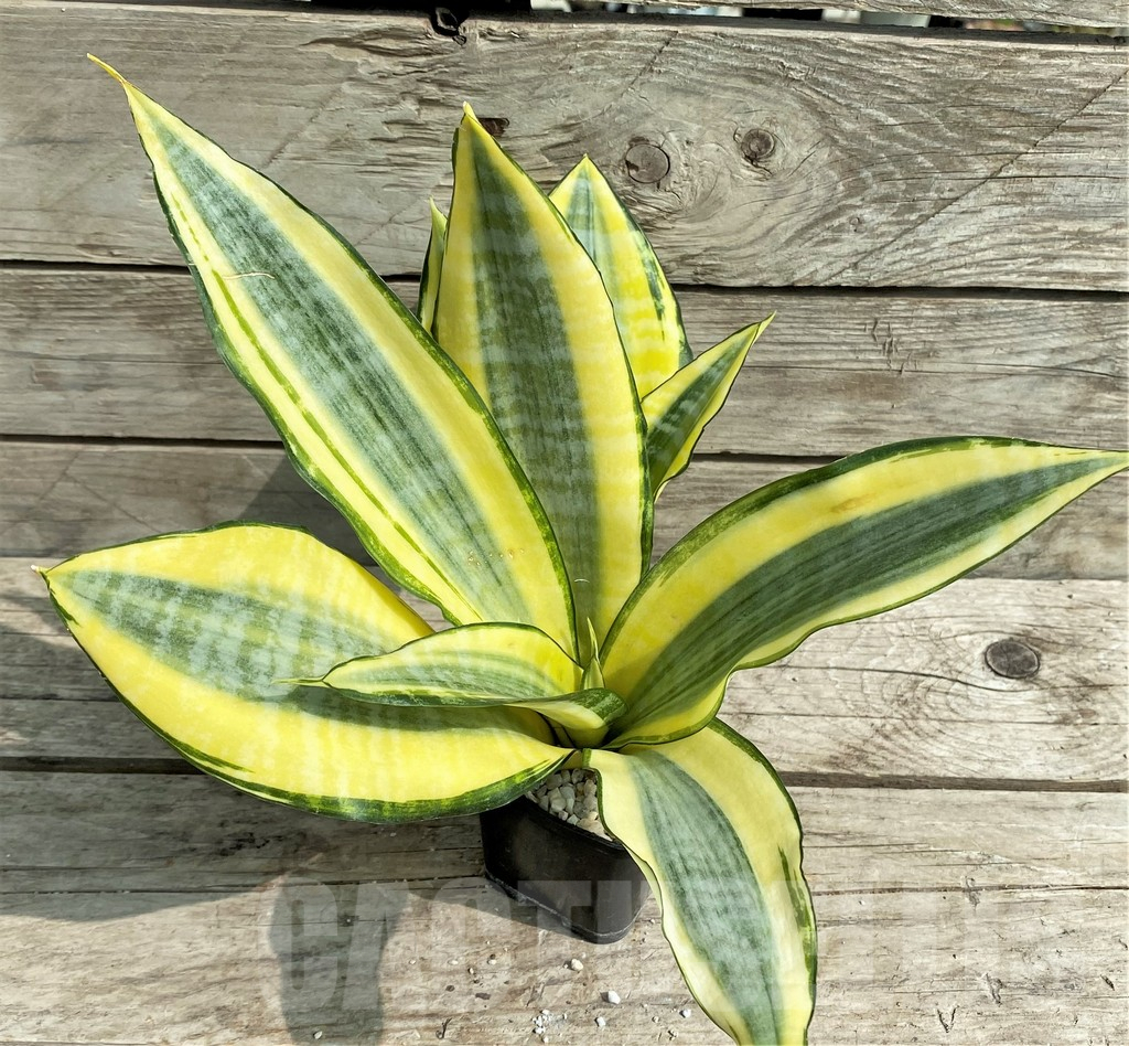 SHPR14899 Sansevieria 'Asahi'