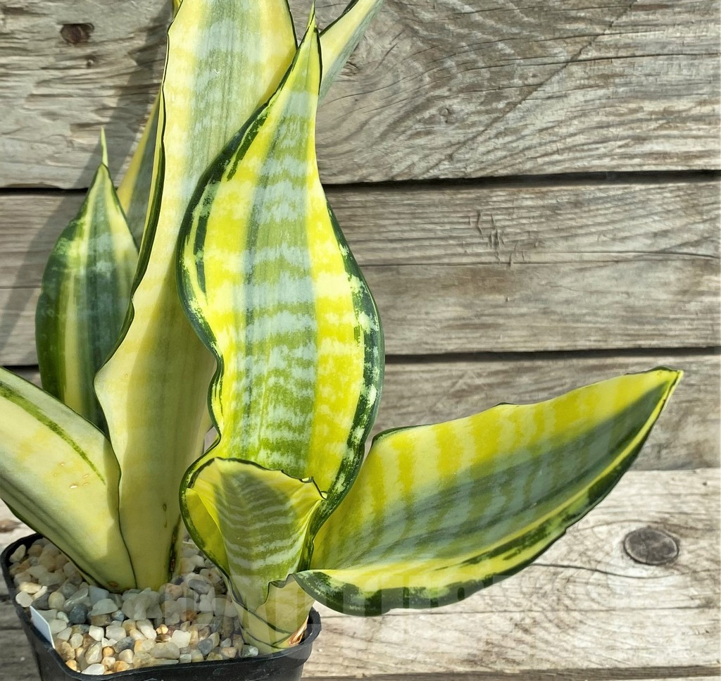 SHPR14899 Sansevieria 'Asahi' - immagine 2