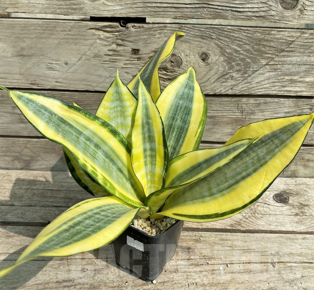 SHPR30317 Sansevieria 'Asahi' - Image 2