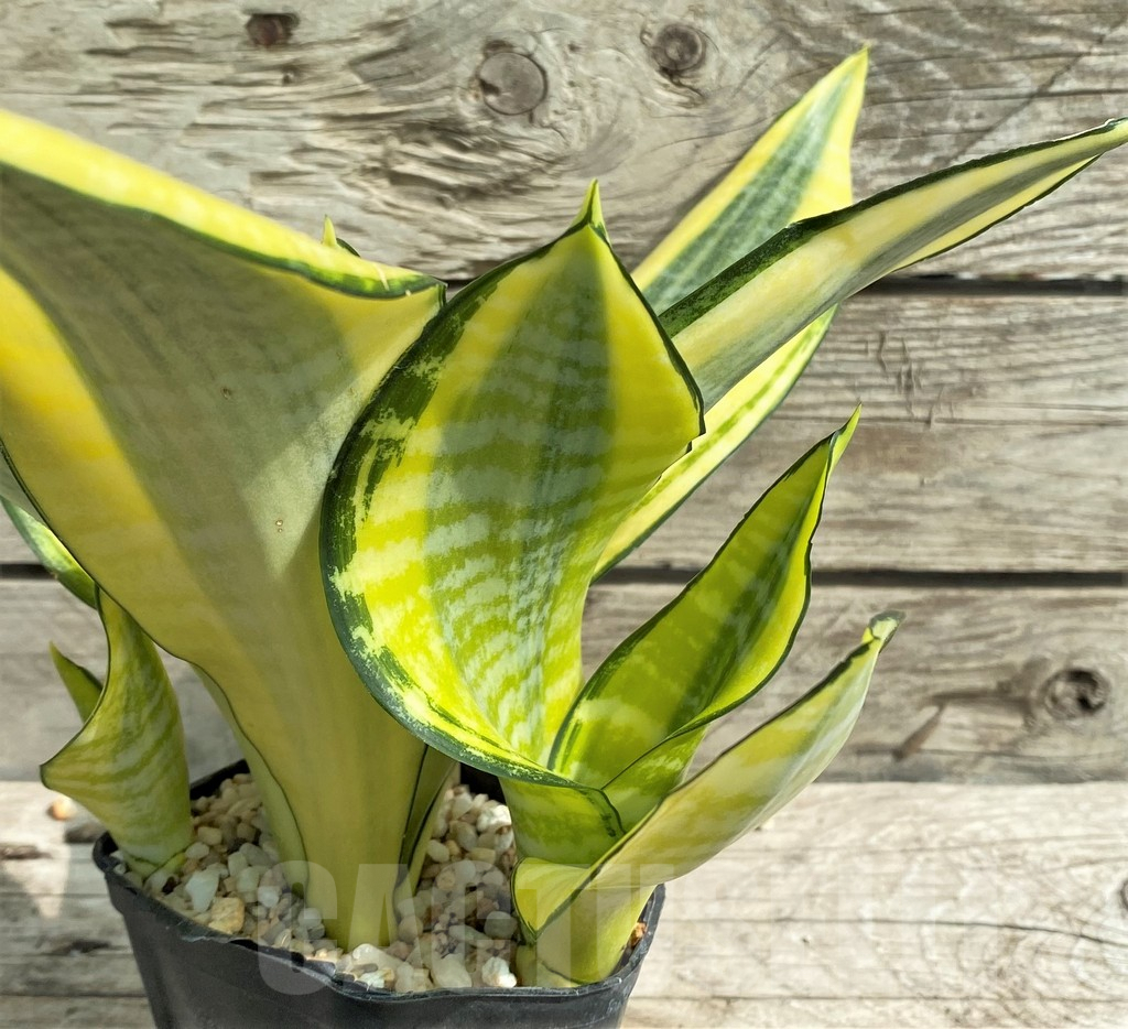 SHPR30317 Sansevieria 'Asahi' - Image 3