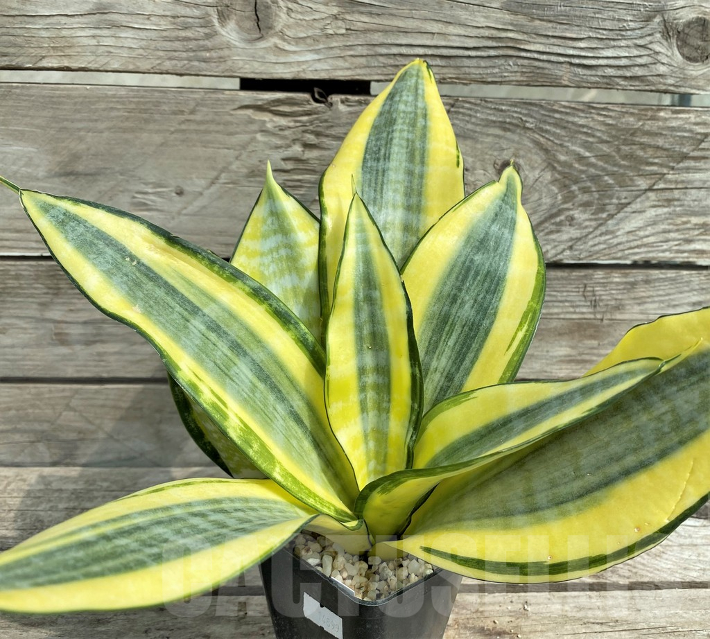SHPR30317 Sansevieria 'Asahi'
