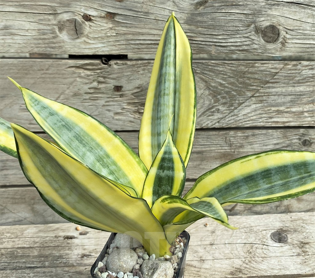 SHPR30318 Sansevieria 'Asahi'