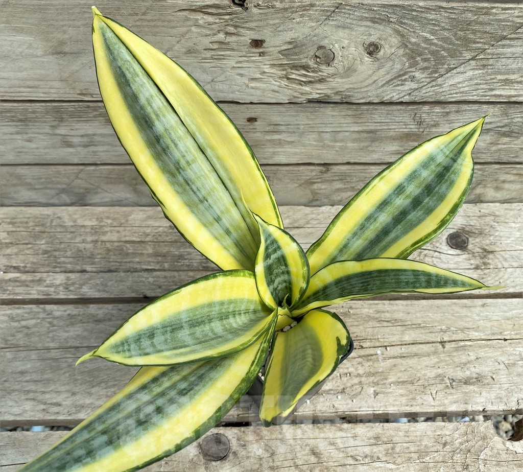 SHPR30318 Sansevieria 'Asahi' - Image 2