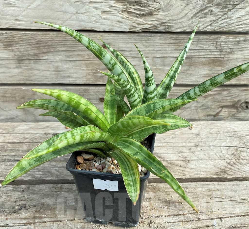 SHPR14997 Sansevieria parva hybrid f. variegata