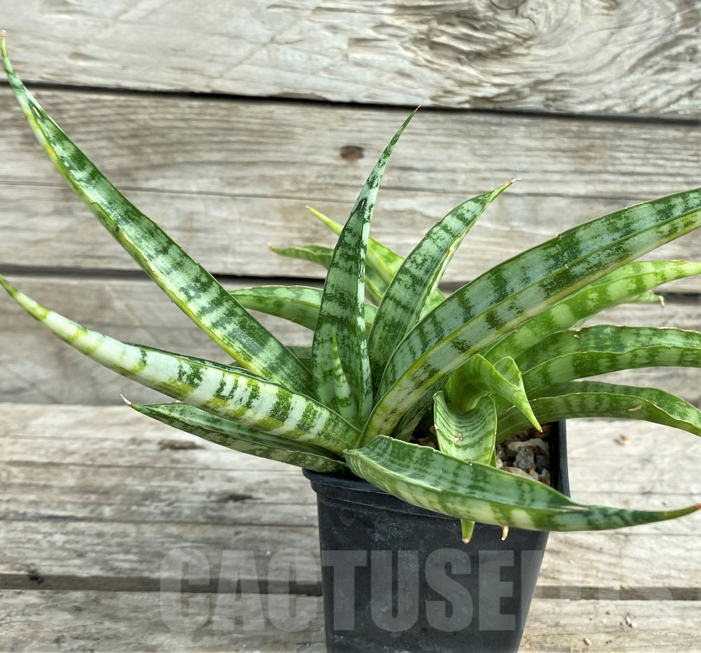 SHPR14997 Sansevieria parva hybrid f. variegata - Image 2