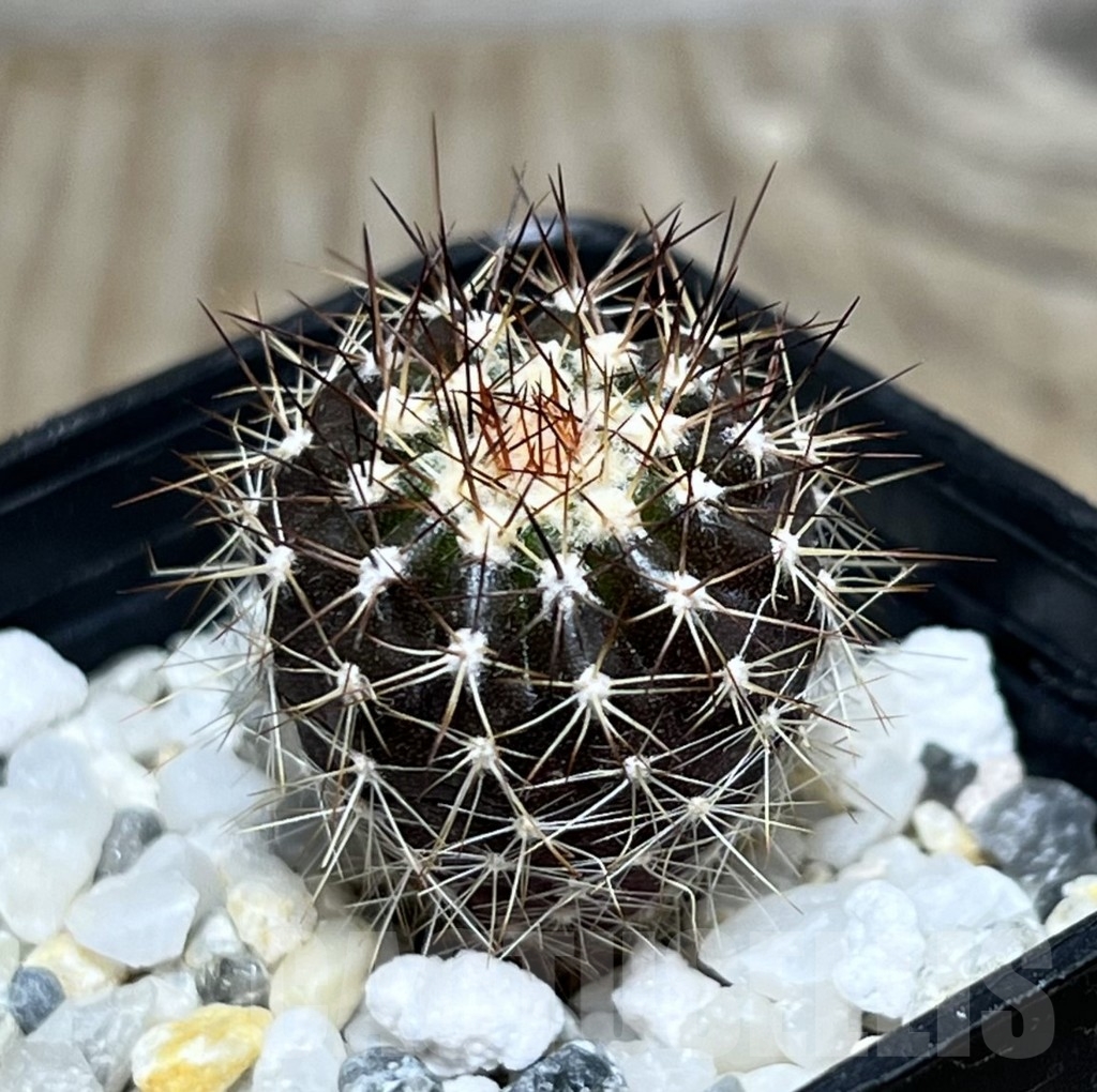 SHPR14471 Uebelmannia pectinifera v. pseudopectinifera RNK 38