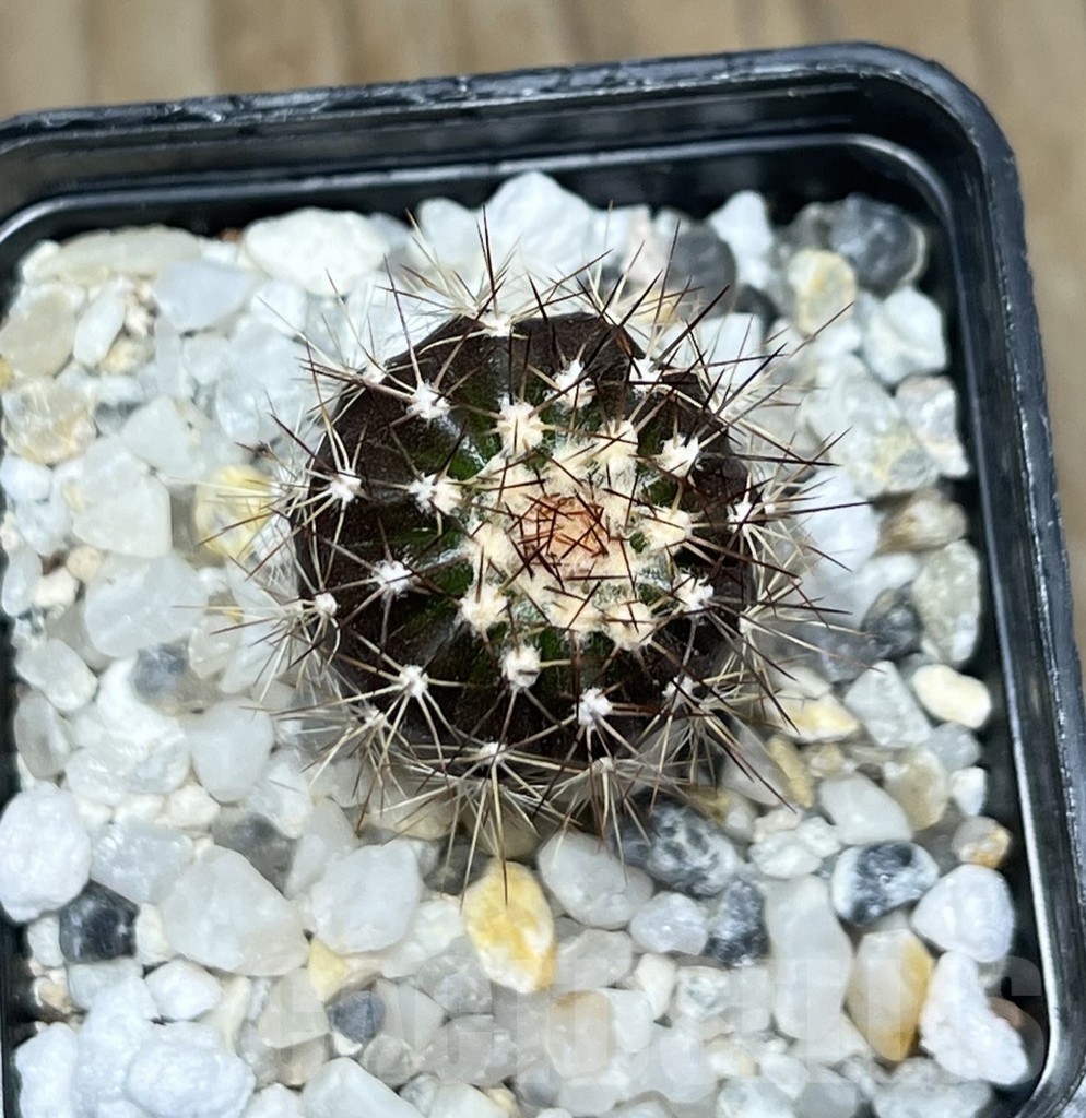 SHPR14471 Uebelmannia pectinifera v. pseudopectinifera RNK 38 - Image 2