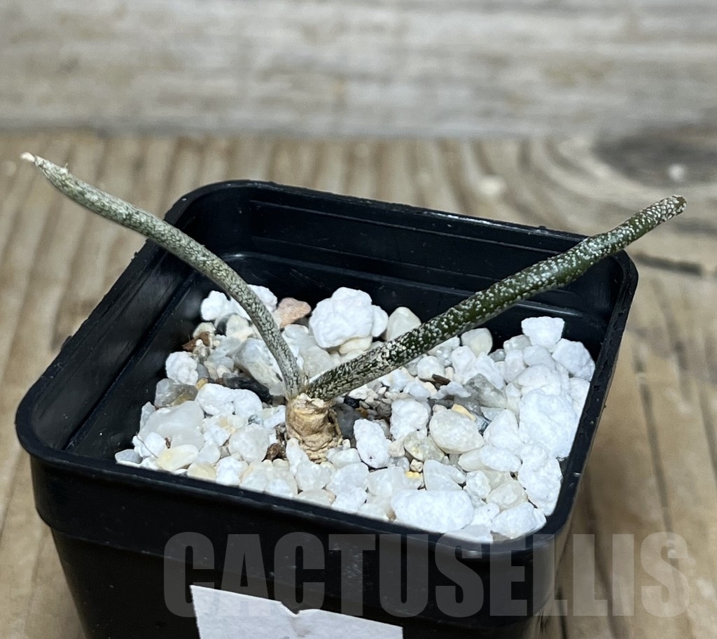 SHPR14128 Astrophytum caput-medusae