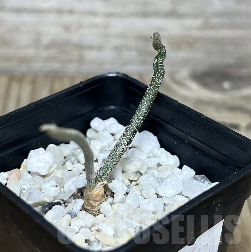 SHPR14128 Astrophytum caput-medusae - Image 2