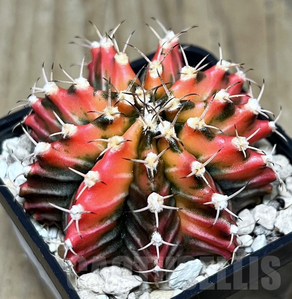 SHPR17464 Gymnocalycium mihanovichii f. variegata