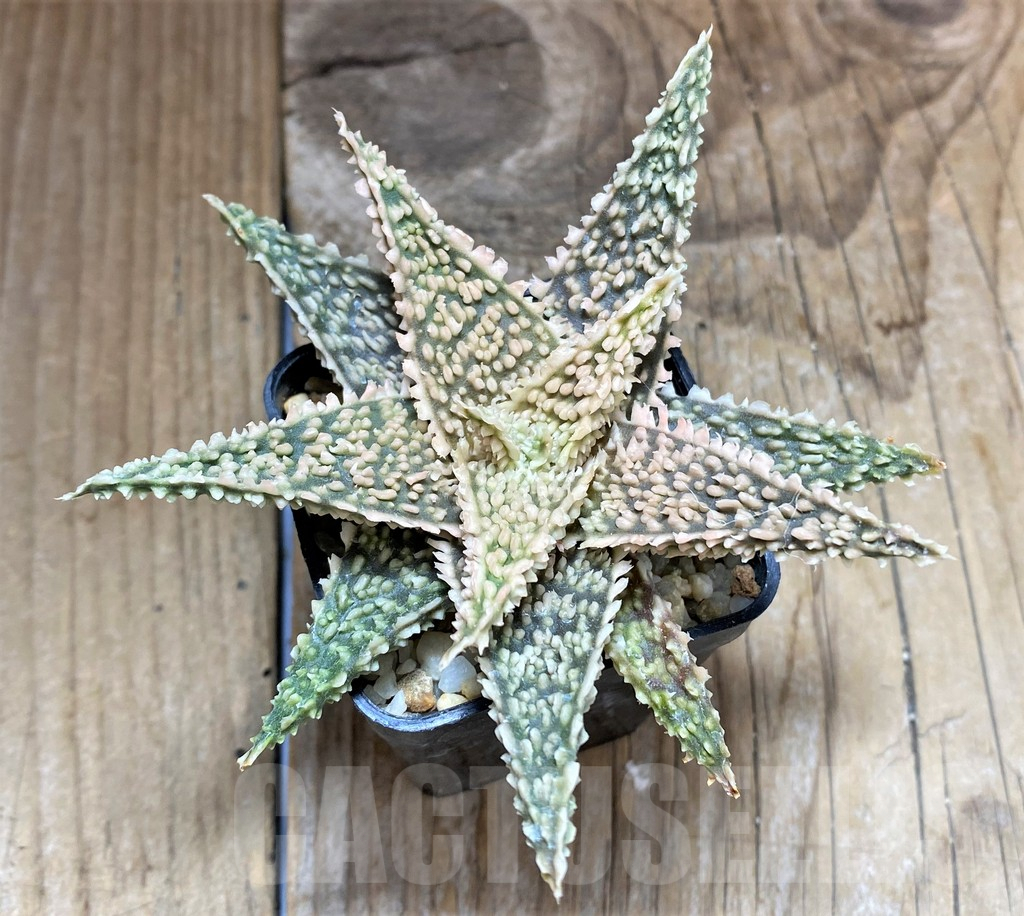 SHPR34641 Aloe hybrid Thailand - Image 2