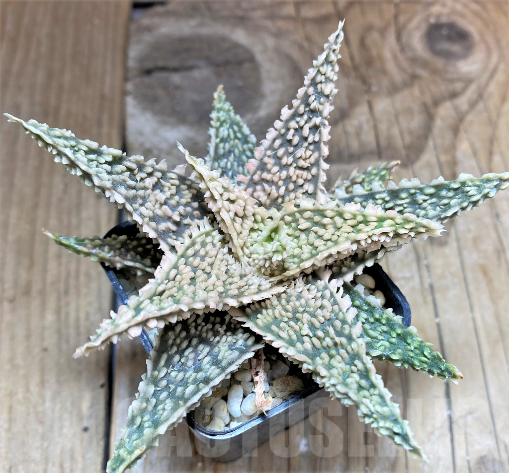 SHPR34641 Aloe hybrid Thailand