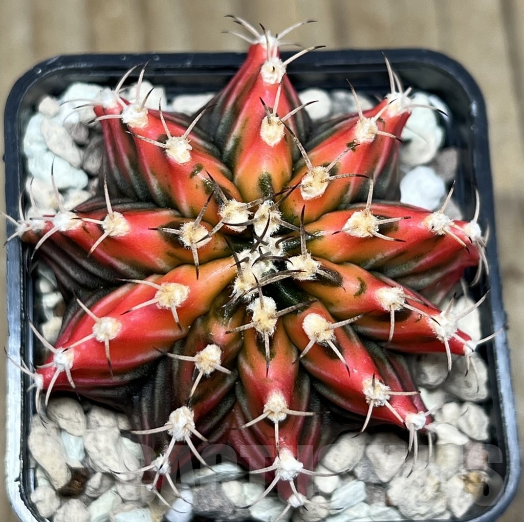 SHPR17464 Gymnocalycium mihanovichii f. variegata - Image 2