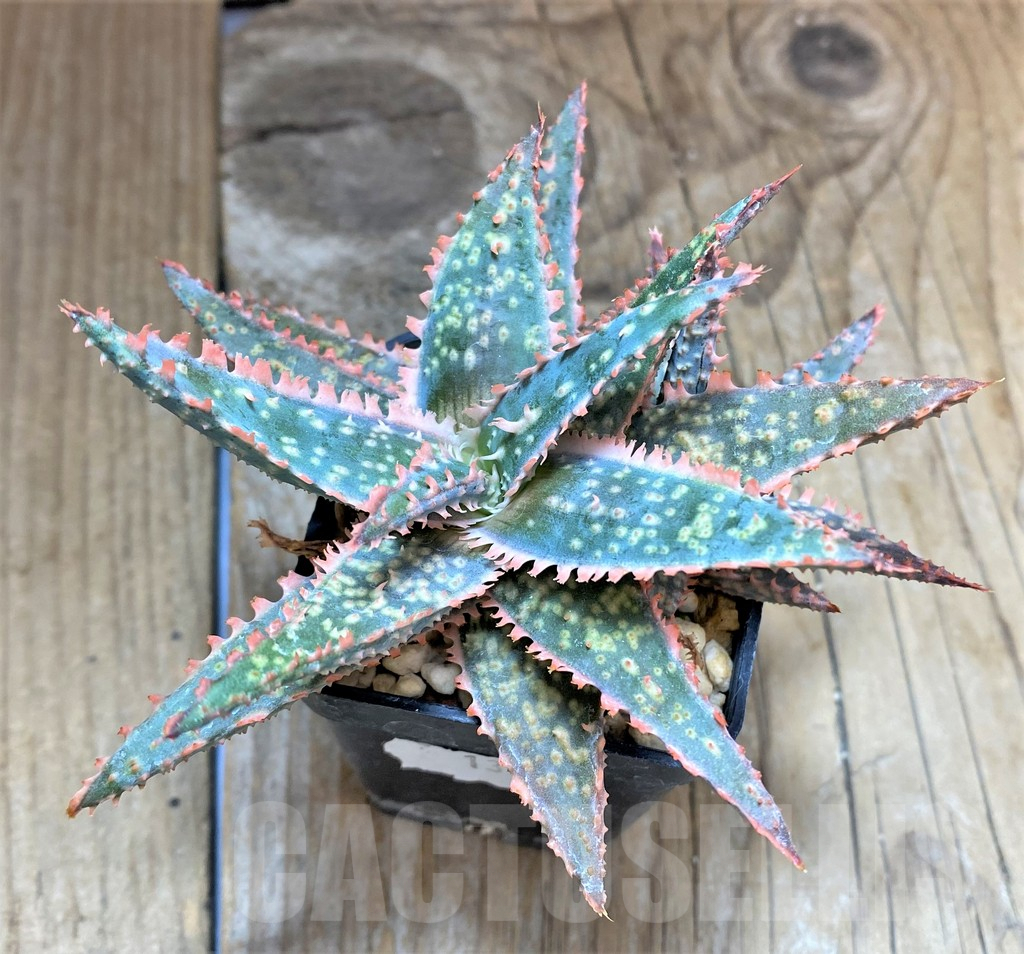 SHPR34642 Aloe hybrid - Obrázek 2