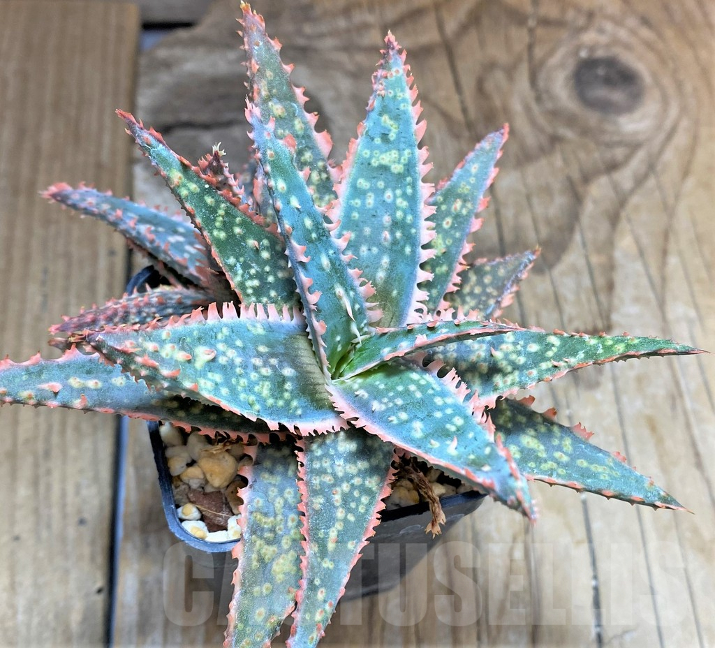 SHPR34642 Aloe hybrid
