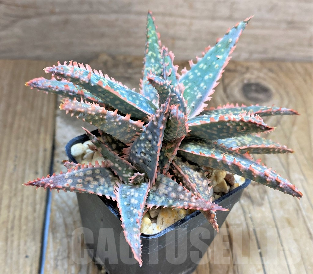 SHPR34642 Aloe hybrid - Obrázek 3