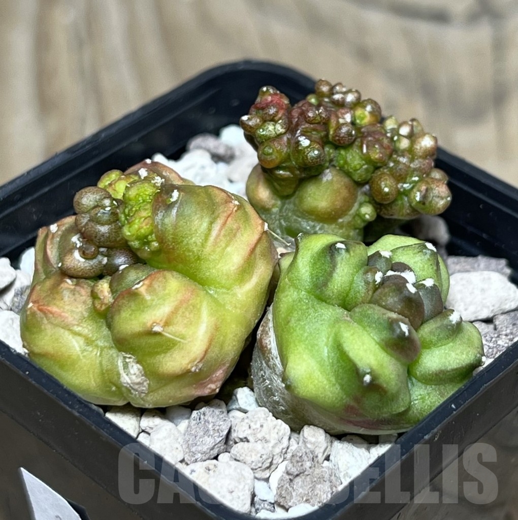 SHPR16789 Gymnocalycium mihanovichii 'Big Green' - Image 2