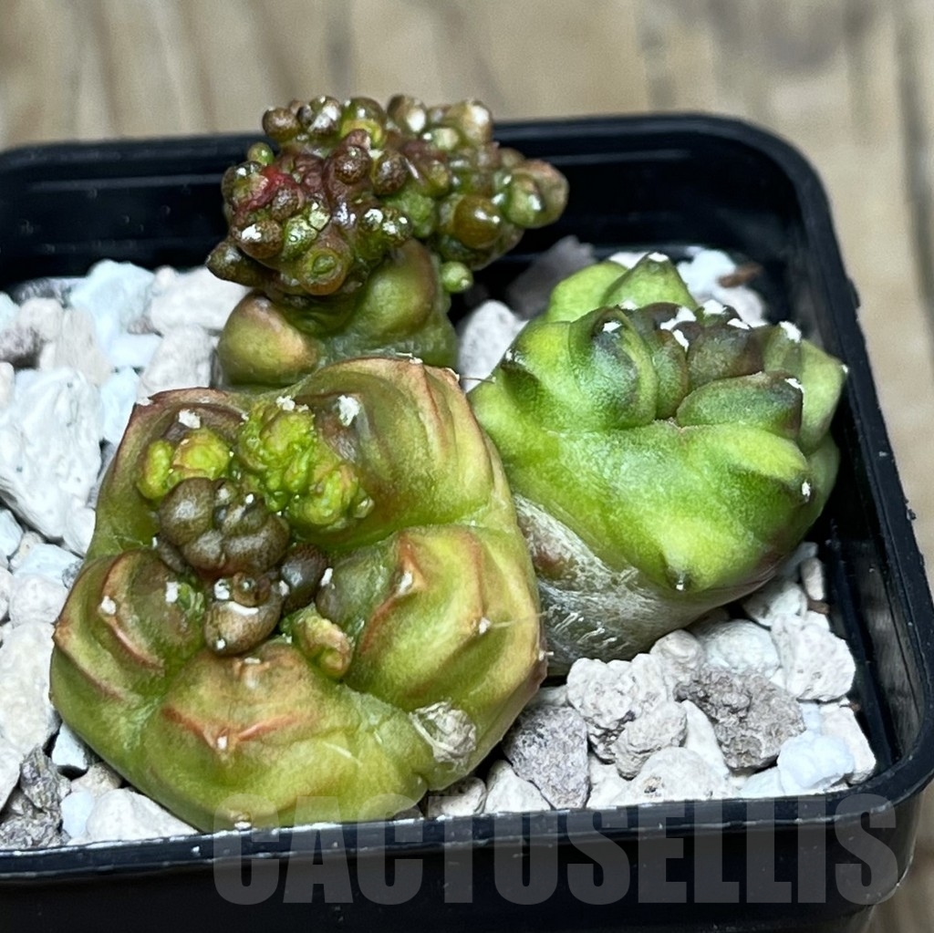 SHPR16789 Gymnocalycium mihanovichii 'Big Green'