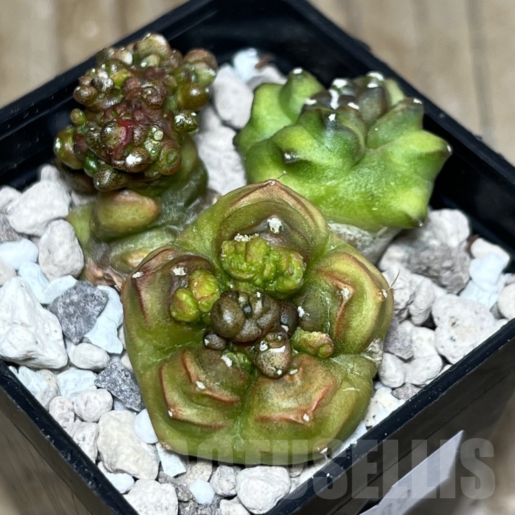 SHPR16789 Gymnocalycium mihanovichii 'Big Green' - Image 3