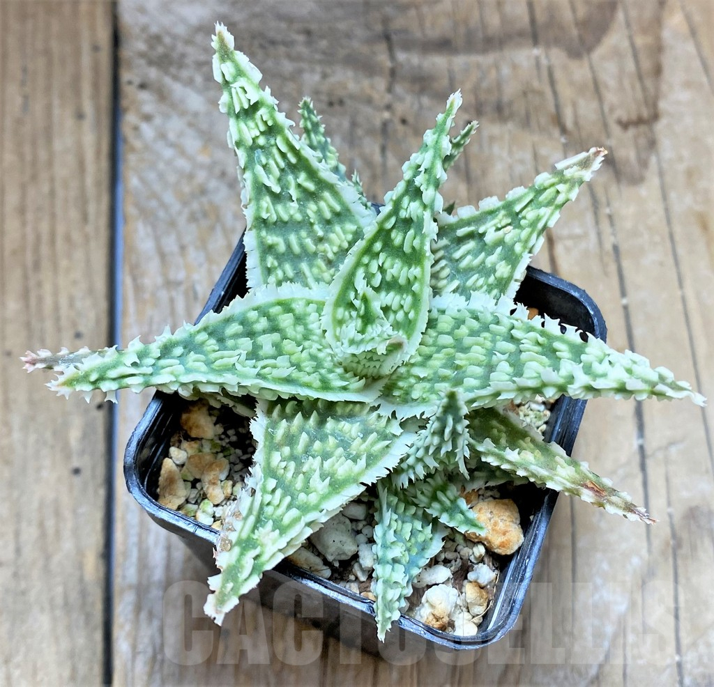 SHPR34644 Aloe TCT hybrid - Image 2