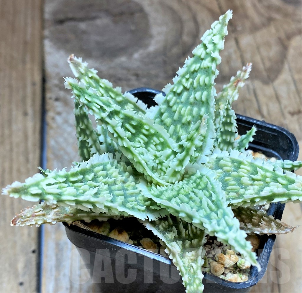SHPR34644 Aloe TCT hybrid