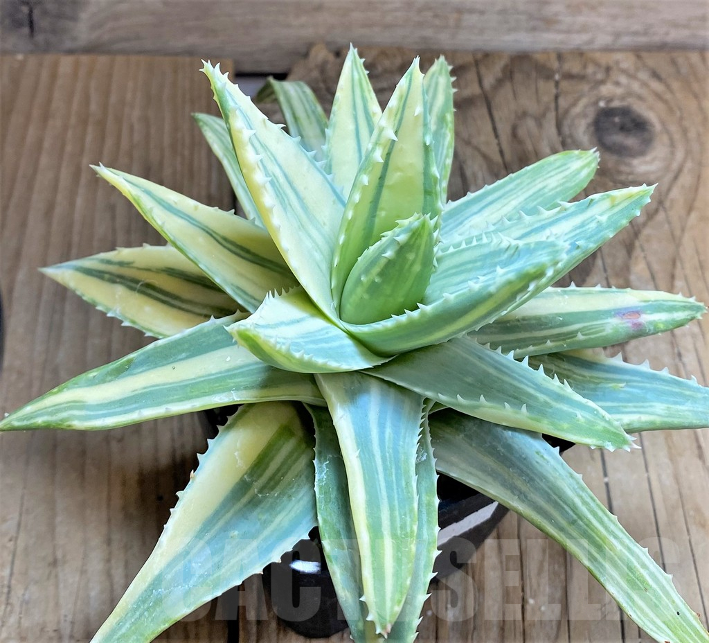 SHPR34646 Aloe mitriformis f. white variegata