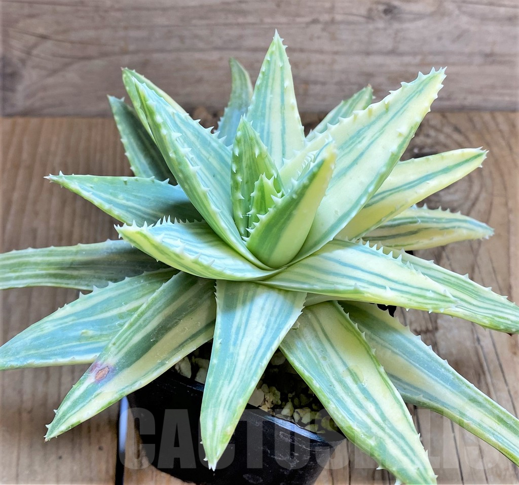 SHPR34646 Aloe mitriformis f. white variegata - Image 2